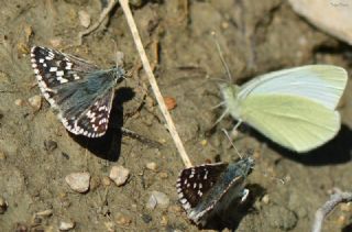 Gzel Zpzp (Pyrgus cinarae)