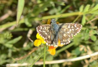 Gzel Zpzp (Pyrgus cinarae)