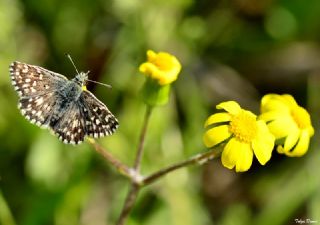 Ege Zpzp (Pyrgus melotis)