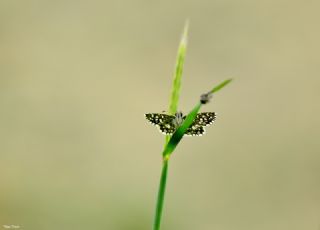 Ege Zpzp (Pyrgus melotis)