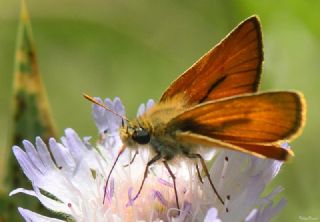 Sar Antenli Zpzp (Thymelicus sylvestris)