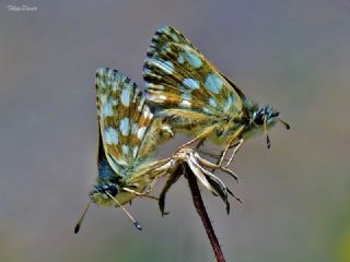 Kzl Zpzp (Spialia orbifer)