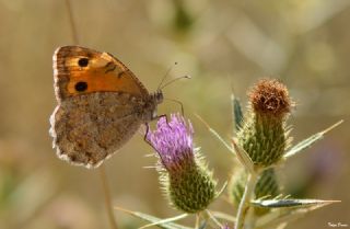 Anadolu Yalanccads (Pseudochazara anthelea)