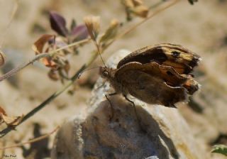 Osmanl Yalanccads (Pseudochazara mamurra)