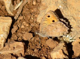 Levantin Yalanccads (Pseudochazara pelopea)