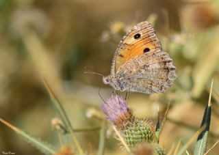 Turan Yalanccads (Pseudochazara telephassa)