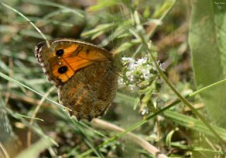 Turan Yalanccads (Pseudochazara telephassa)