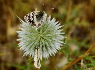 Anadolu Melikesi (Melanargia larissa)