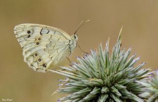 Anadolu Melikesi (Melanargia larissa)