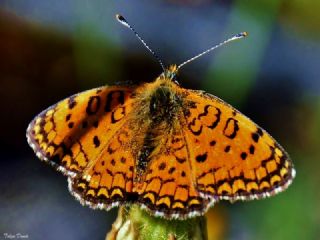 Hatayl parhan (Melitaea collina)