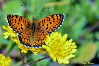 Hatayl parhan (Melitaea collina)