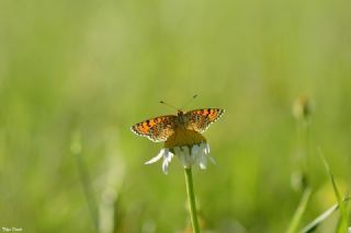 Hatayl� �parhan&nbsp;(Melitaea&nbsp;collina)
