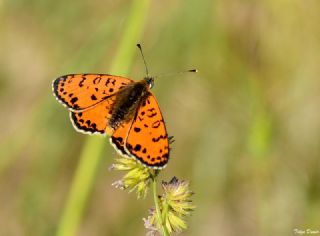 Benekli parhan (Melitaea didyma)