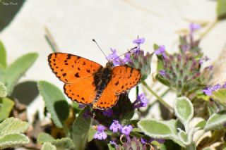 ranl parhan (Melitaea persea)