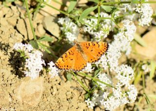 ranl parhan (Melitaea persea)