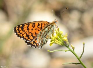 Cezayirli parhan (Melitaea ornata)