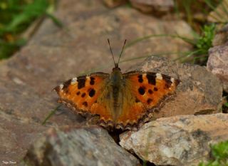 Karaaa Nimfalisi (Inachis polychloros)