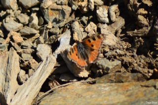 Aglais (Aglais urticae)