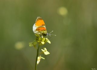 Step Ssls (Anthocharis gruneri)