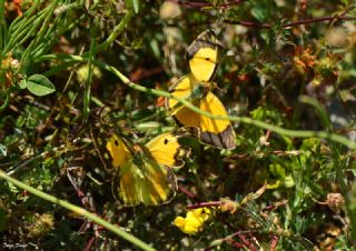 Sar Azamet (Colias croceus)