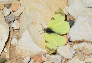 Dou Elfinstonyas (Euchloe penia)