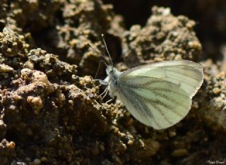 Yalanc Beyazmelek (Pieris pseudorapae)