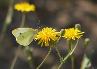 Kk Beyazmelek (Pieris rapae)