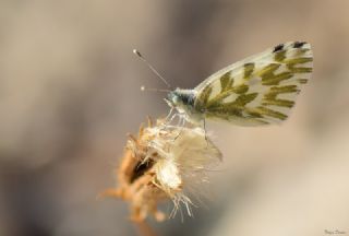 Kk Beneklimelek (Pontia chloridice)