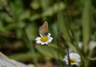 Rus Zpzp Perisi (Coenonympha leander)