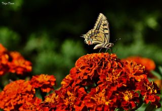 Krlangkuyruk (Papilio machaon)