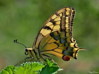 Krlangkuyruk (Papilio machaon)