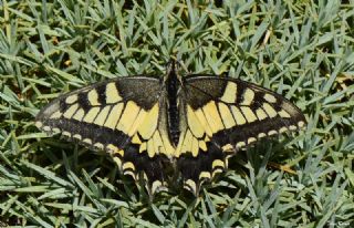 Krlangkuyruk (Papilio machaon)
