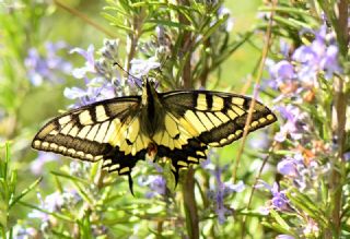 K�rlang��kuyruk&nbsp;(Papilio&nbsp;machaon)