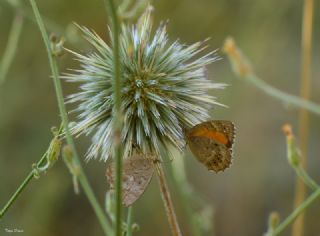 Kaya Esmeri (Kirinia clymene)