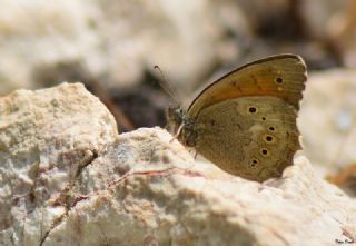 Kaya Esmeri (Kirinia clymene)