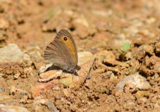 Kk Esmerperi (Hyponephele lycaon)
