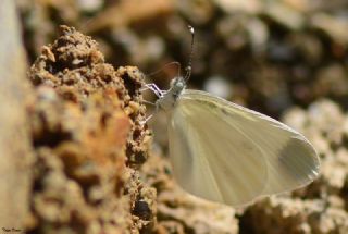 Narin Orman Beyaz (Leptidea sinapis)