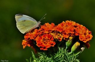 Byk Beyazmelek  (Pieris brassicae)