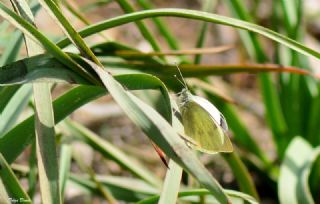 Byk Beyazmelek  (Pieris brassicae)