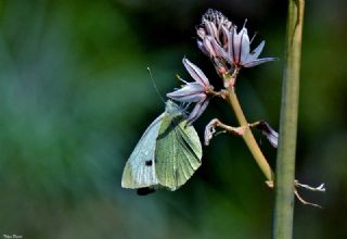 Byk Beyazmelek  (Pieris brassicae)