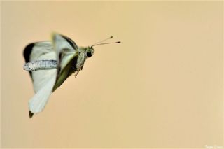 Byk Beyazmelek  (Pieris brassicae)