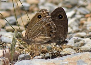 Hametli Pirireis (Satyrus ferulus)