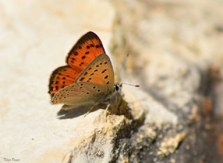 Anadolu Ate Gzeli (Lycaena asabinus)