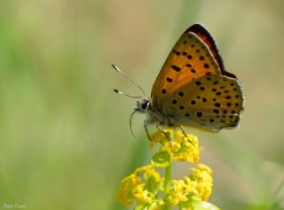 Alev Ategzeli (Lycaena kefersteinii)