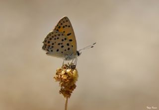 Alev Ategzeli (Lycaena kefersteinii)