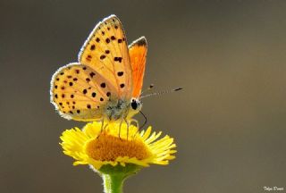 Alev Ategzeli (Lycaena kefersteinii)