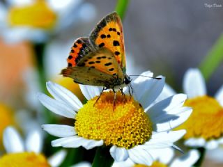 Benekli Bakr Gzeli (Lycaena phlaeas)