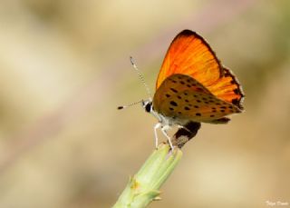 Alev Ategzeli (Lycaena kefersteinii)