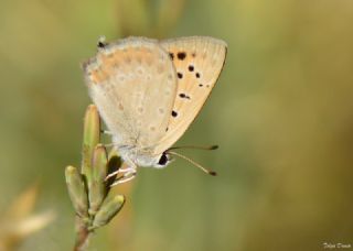 Da Atei (Lycaena thetis)