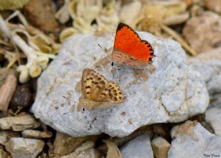 Da Atei (Lycaena thetis)